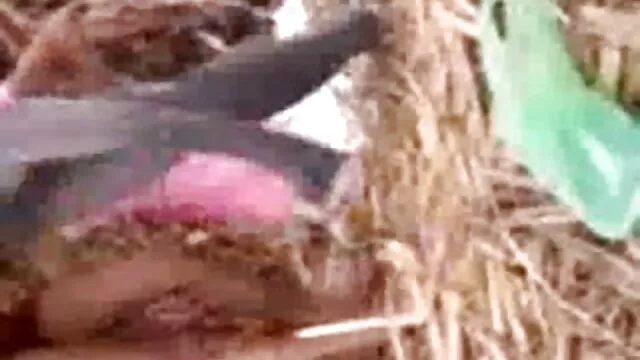 इन लड़कियों को गर्म कर राजस्थानी बीपी फिल्म सेक्सी रहे हैं