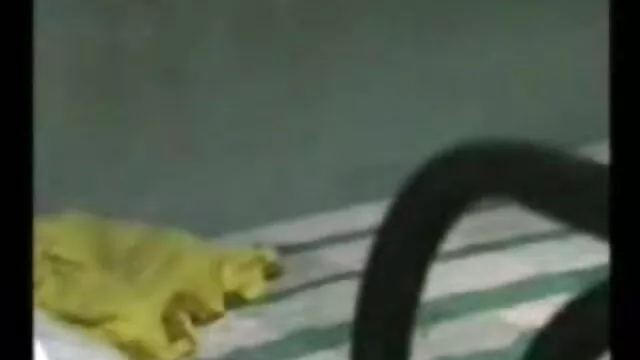 इन समलैंगिकों को पढ़ाने के लिए बीपी सेक्सी मूवी सेक्सी हमें सब के बारे में पेशाब खेलने
